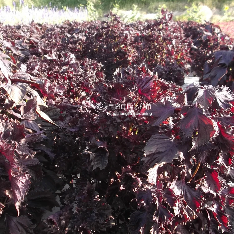 
2021 Perilla Fresh Perilla Seeds for Planting 