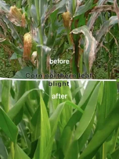 Imazalil sulfate 10%sSL 75%SG 97%TC cas 58594-72-2 Agrochemicals Fungicide Raw Material Technical