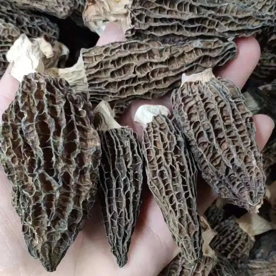 Huaran Yulin Guangxi China fungus mushroom wholesale Black Wild Morel Mushroom Dry Toadstool For Food