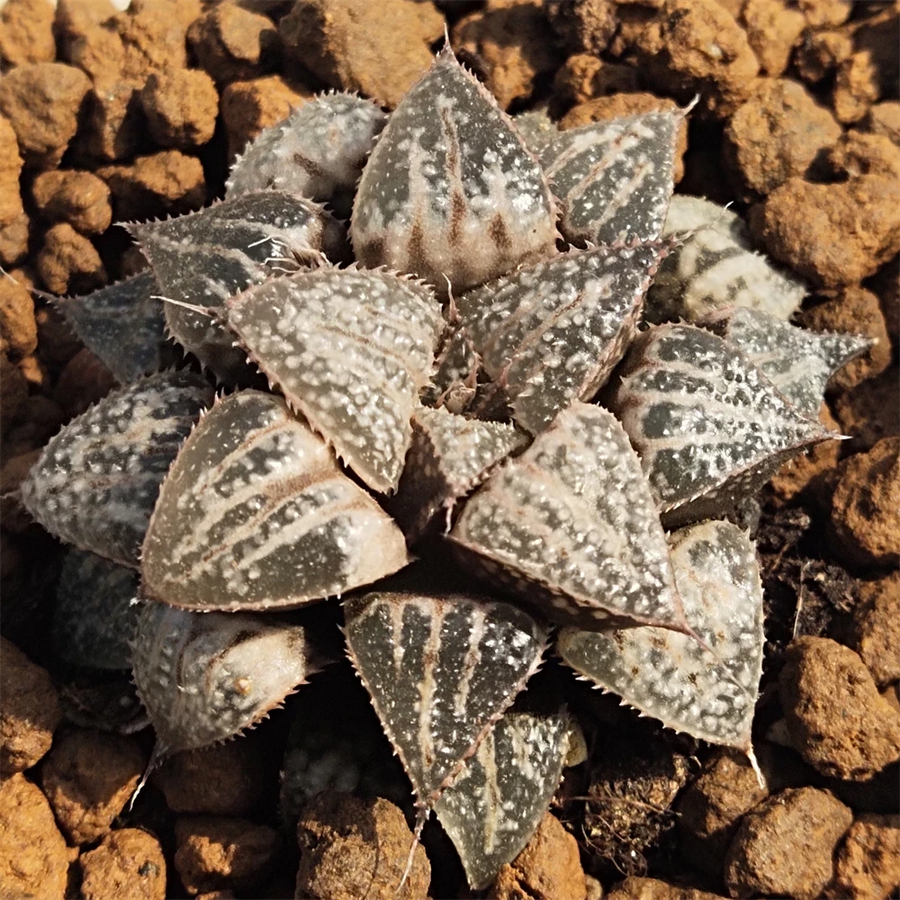 
 H163 Haworthia юкигезики, редкие суккуленты, живое растение, 3 дюйма, мини-суккуленты, садовый Цветочный бонсай, комнатное растение, древесное растение  