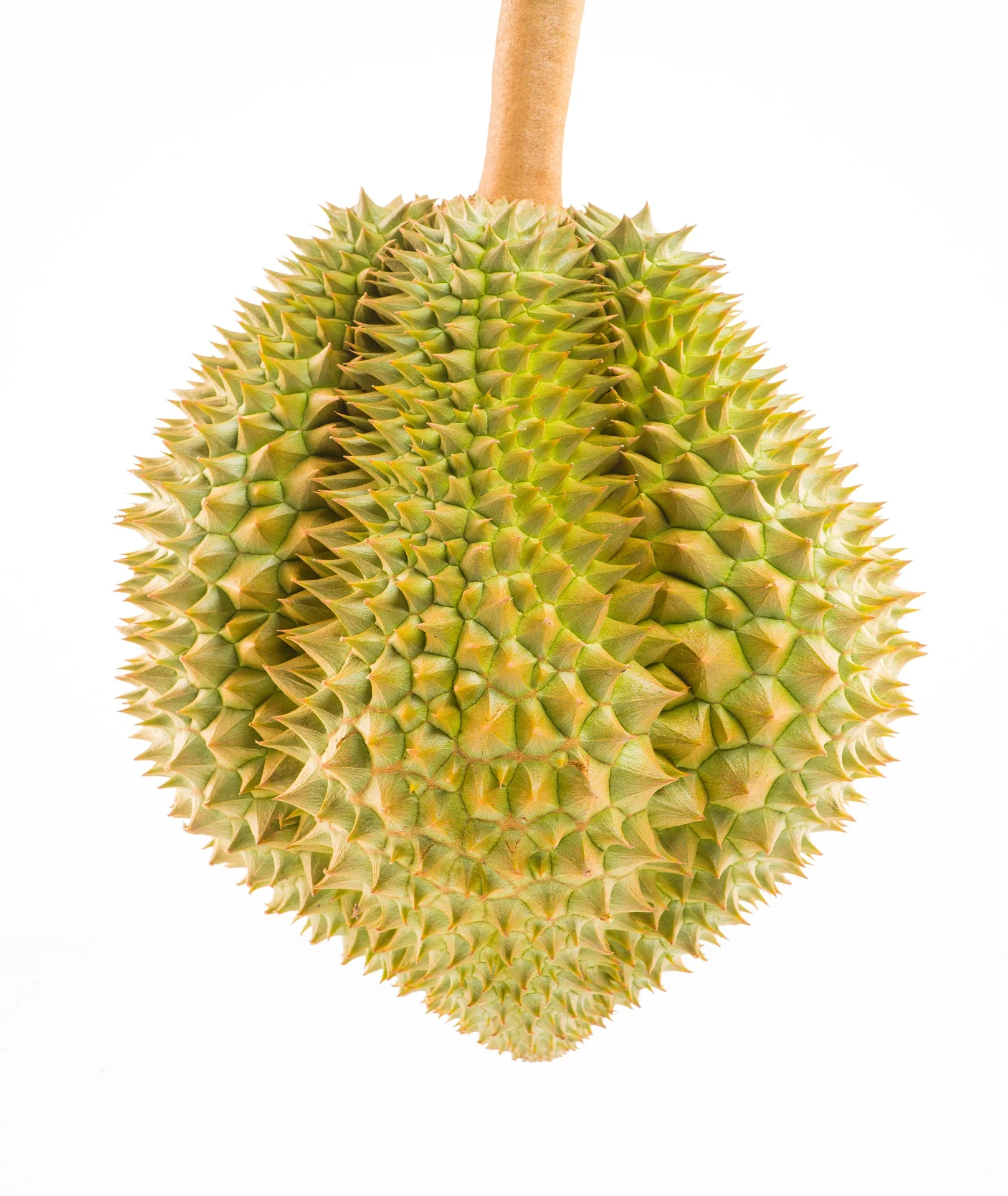 HOT SELLING Fresh Durian - Vietnam Common Cultivation Sweet Taste Monthlong in Carton Box Packaging