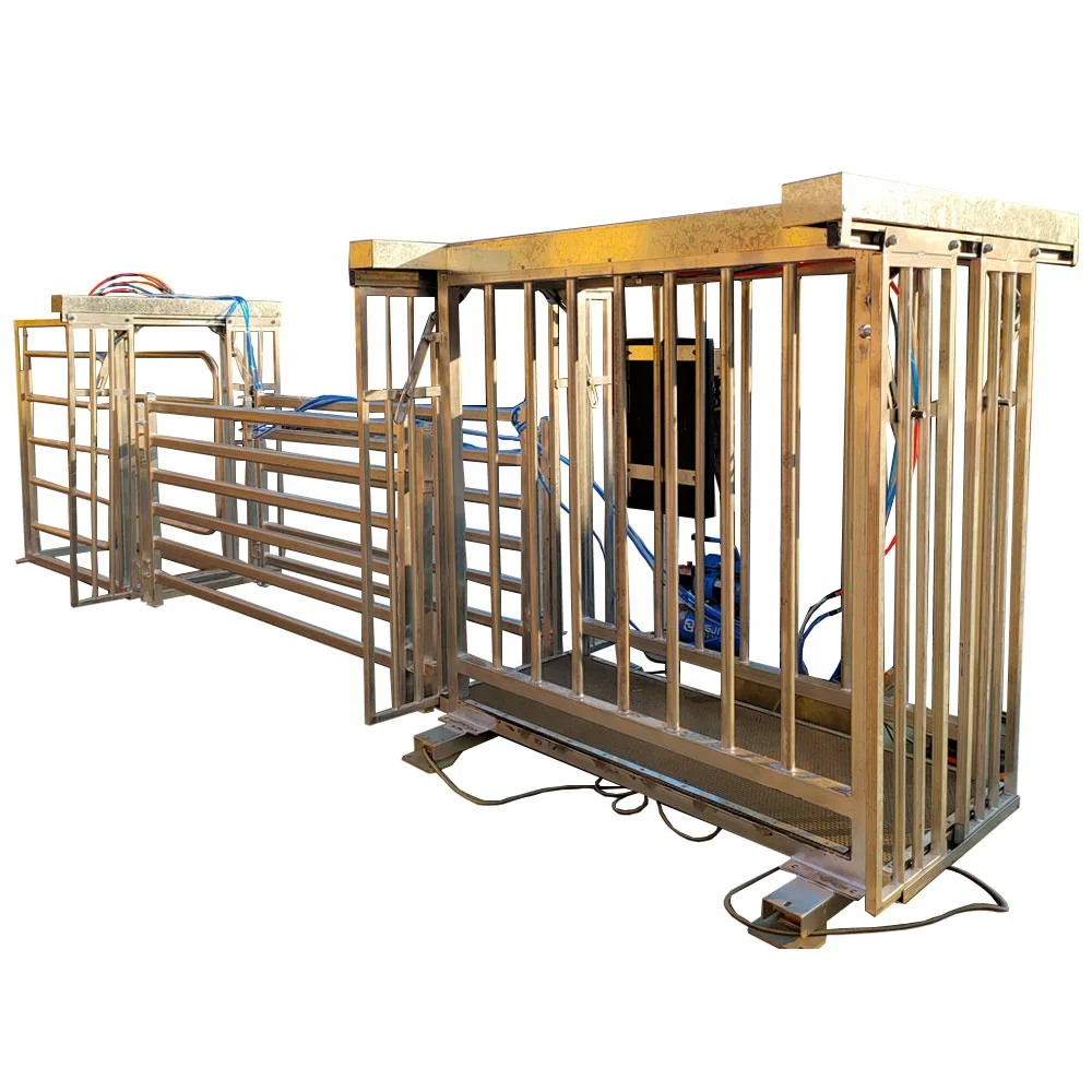 livestock farm equipment full automatic sheep/goat weighing group divider