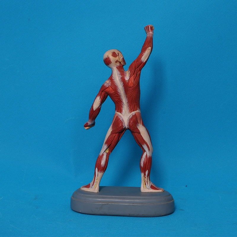 Anatomical magnification model of eyeball and eye frame