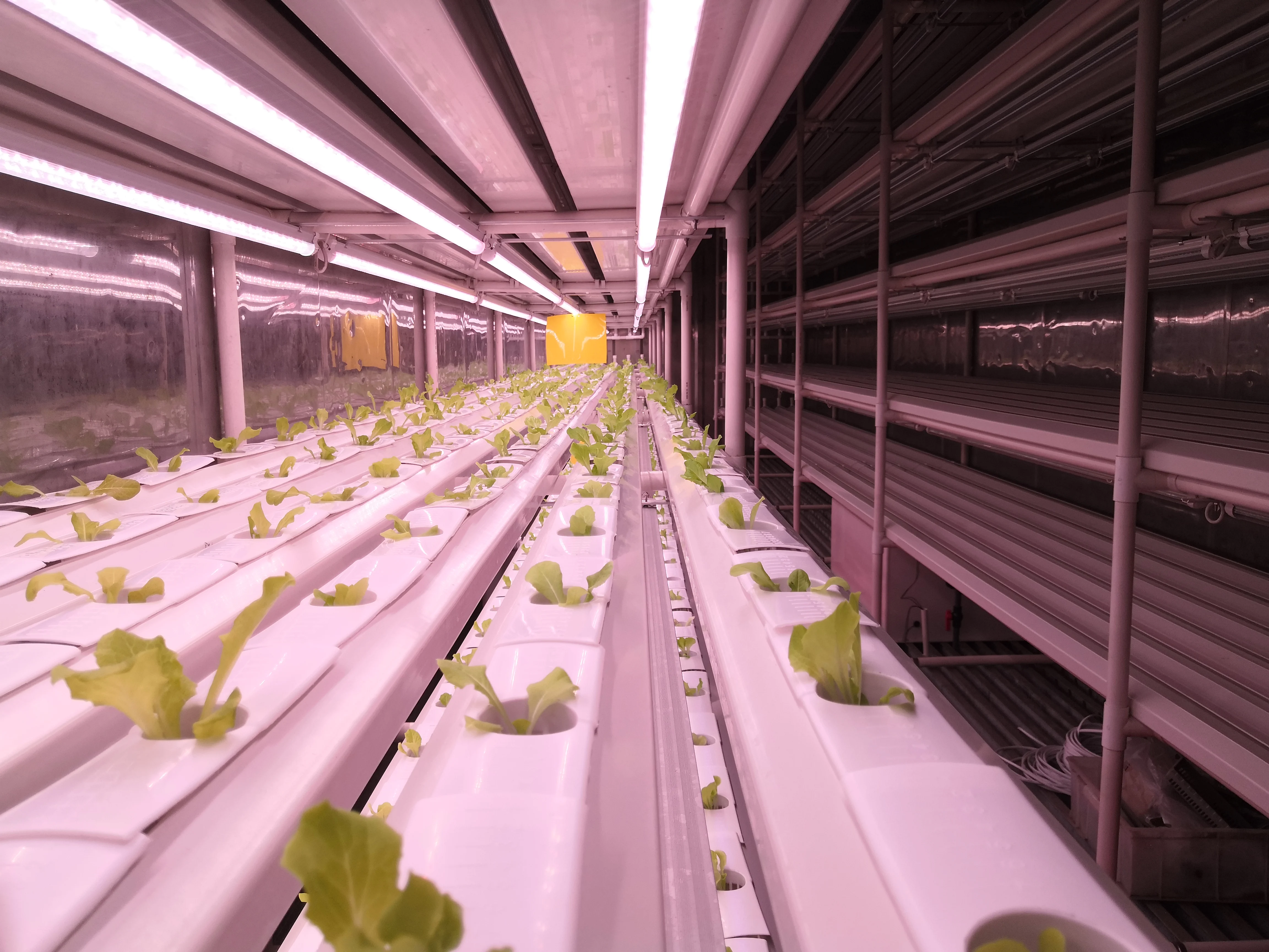 Hot style  Automatic Irrigation Hydroponics System for Vegetables