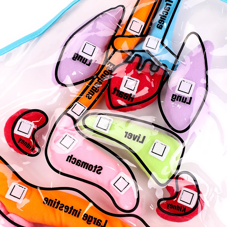 High Quality Customizable Colorful Montessori Sensorial Preschool Body Organ Teaching Aids Apron Kids Training Aids Baby Educati