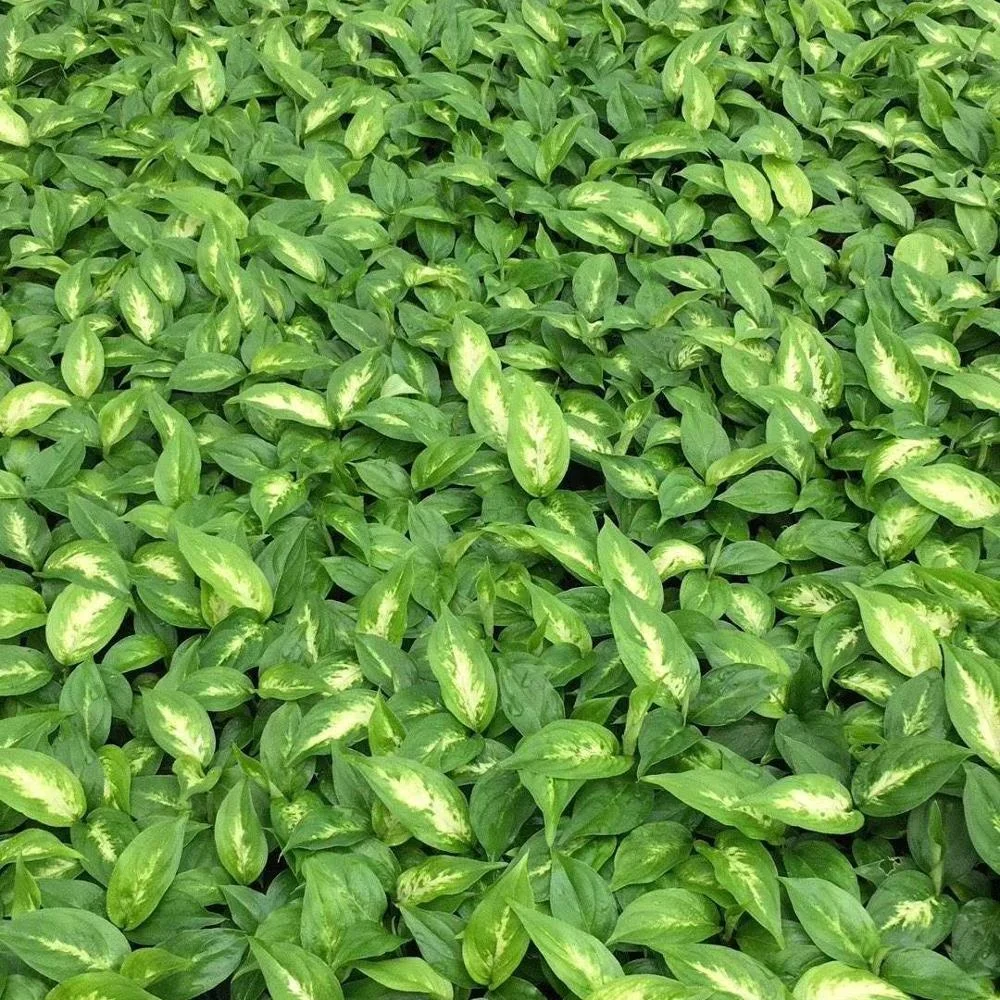 Тканевая культура саженцы растения саженцы diefffenbachia