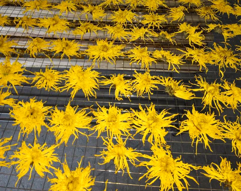 16 Trays  fruits and Vegetable dryer  tomatoes drying machine onions dehydrator