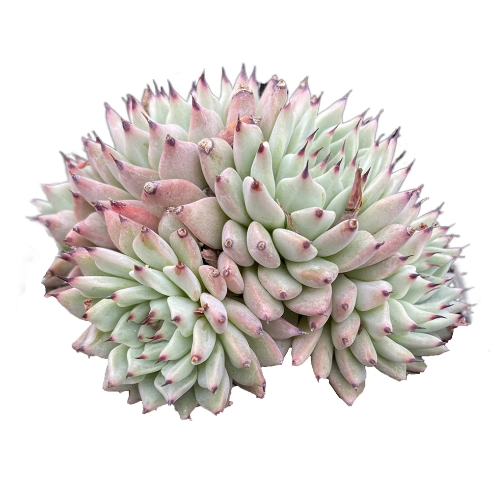 Прямые продажи с завода, зеленая теплостойкость echeveria cuspidata var zaragozae