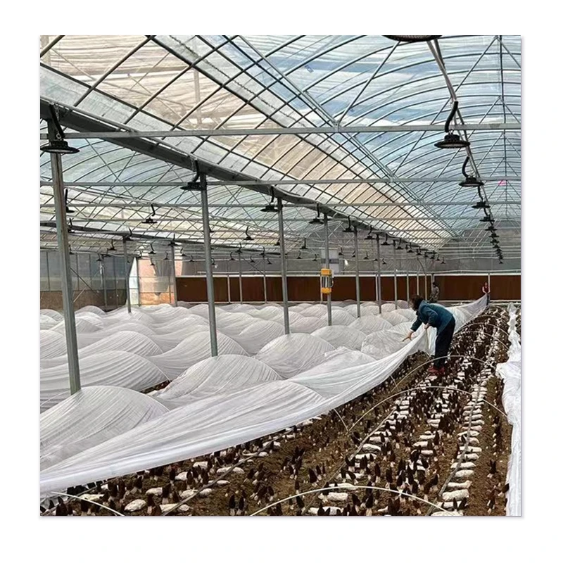 Affordable Greenhouses that Outperform in Durability and Wind Resistance