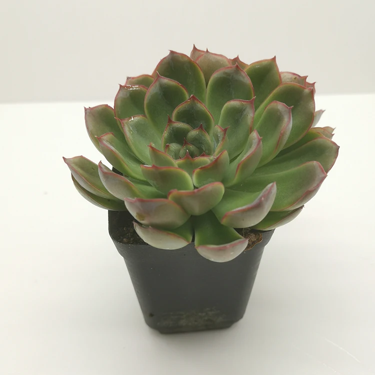 
cactus seeds succulent echeveria plant 