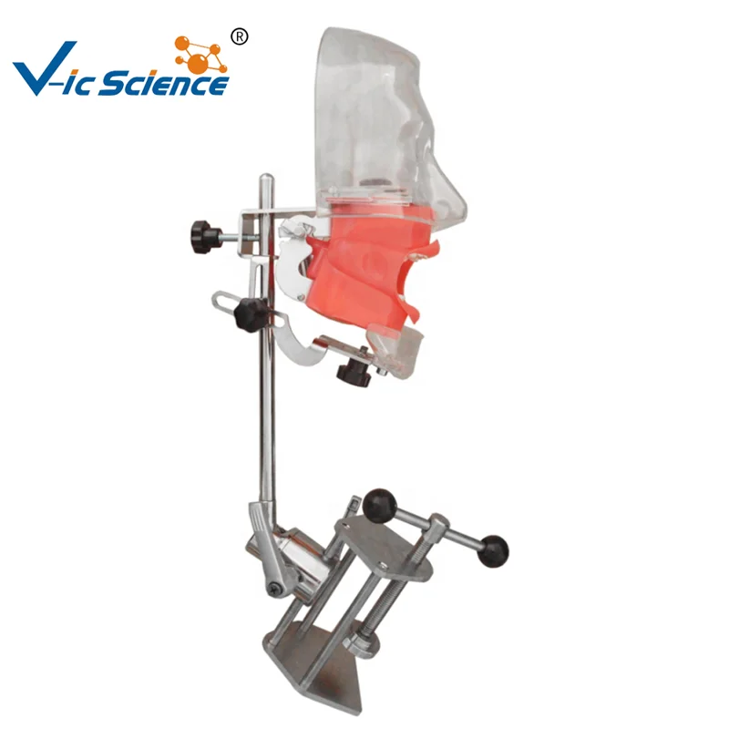 Dental simulator manikin articulator dental oral cavity simulation training simple head teeth model