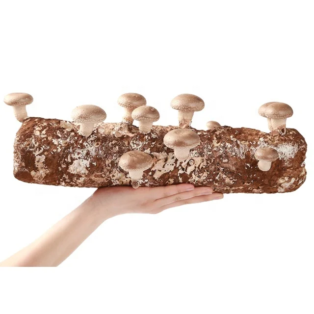 Chinese manufacturer ready to fruit mushroom high yield edible fungus shiitake mushroom spawn substrate
