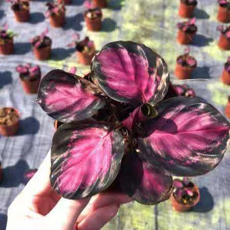 
Real plants Calathea rusco of indoor bonsai Ornamental plants 