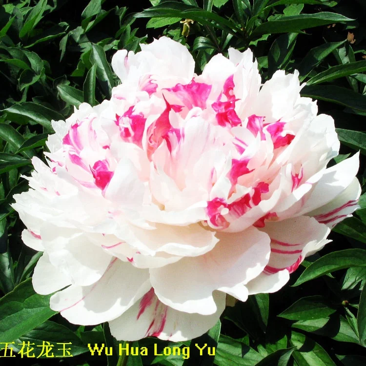 
yellow white red purple pink black blue multi-color herbaceous peony plants 