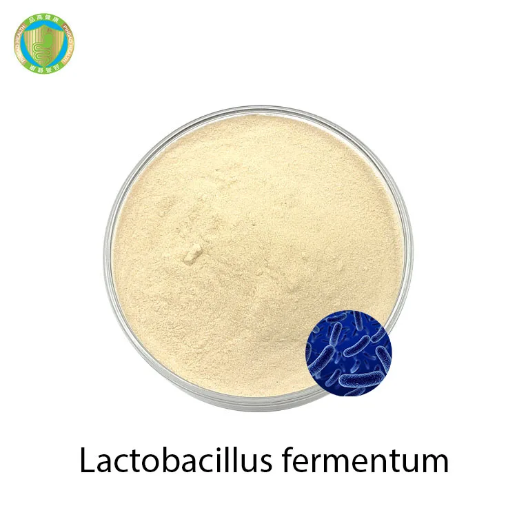 Wholesale Factory Price Best Probiotic Powder Lactobacillus Fermentum