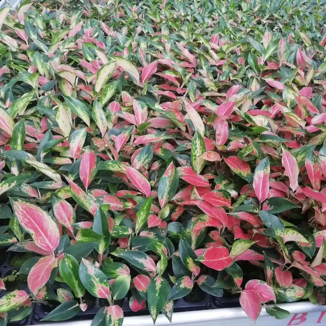 Саженцы Aglaonema для культивирования тканей саженцы китайских красных