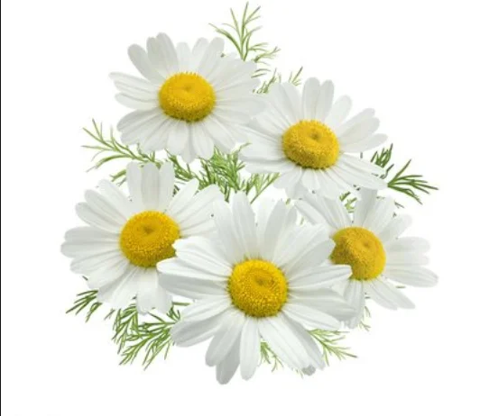 
Natural Cosmetic ingredient Chamomile extract powder Apigenin 0.8% 1.2% 50% 98% 