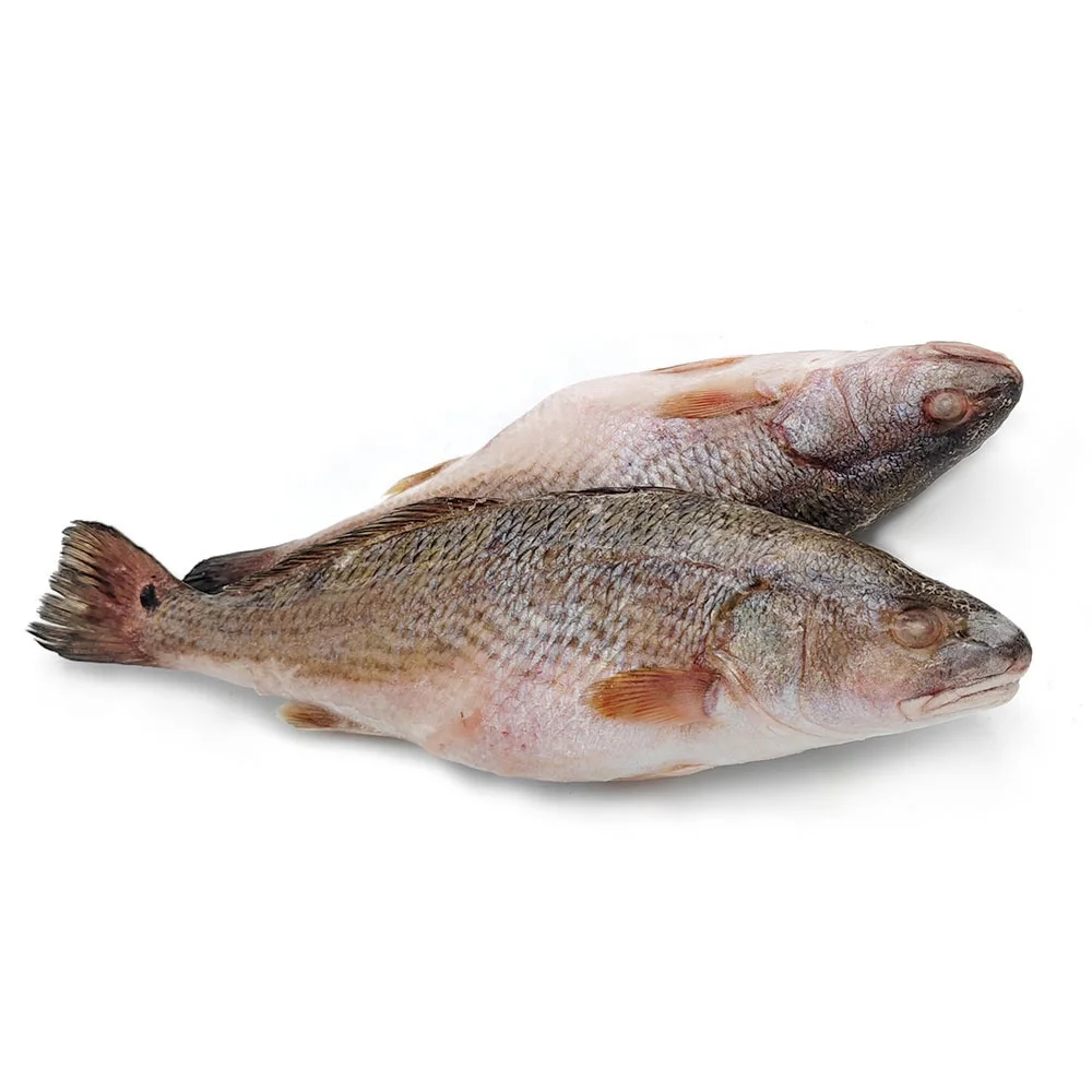 frozen red drum fish China export 700-1000g 1000-2000g 2000+g  whole round redfish 10lbs 1kg/bag bulk iwp