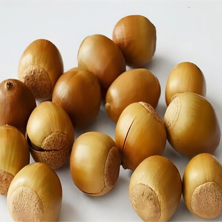 Oak Fruit Dried Acorn Nuts 40kg to Make Acorn Starch Raw Material Bulk Price