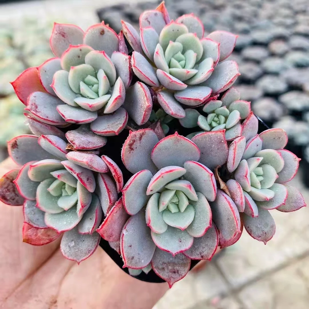 Оптовая продажа, Недорогие Декоративные искусственные мини-суккуленты в наличии