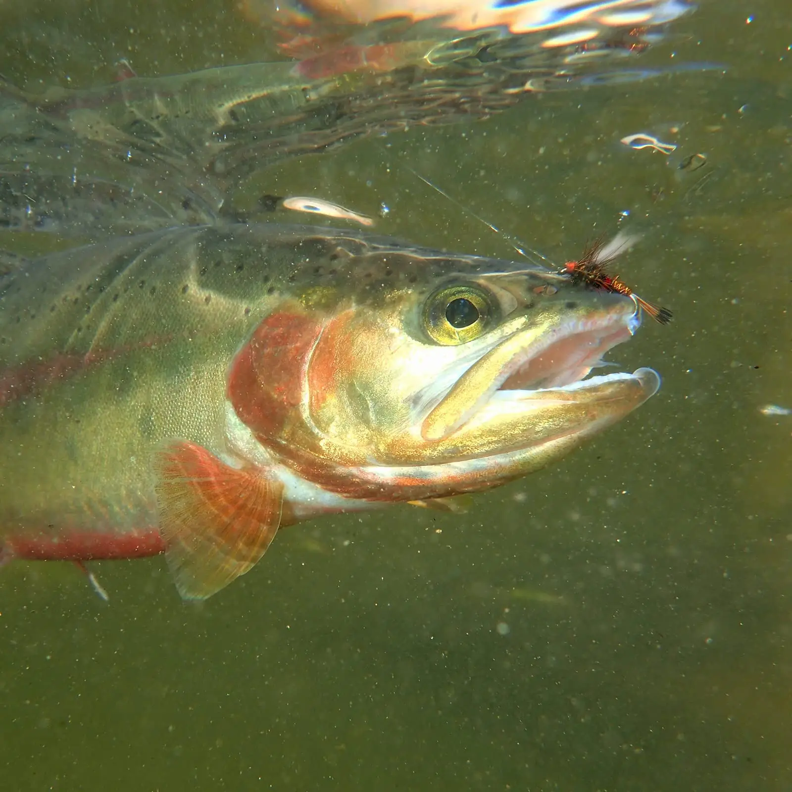 Dry fly Floating Foam beetles Fly Stimulator Trout Parachute Caddis Royal Wulff Mayfly Light Cahill Ginger Quill Fishing lure