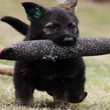 hot-sellingbite tug for dogs k9 bite suit