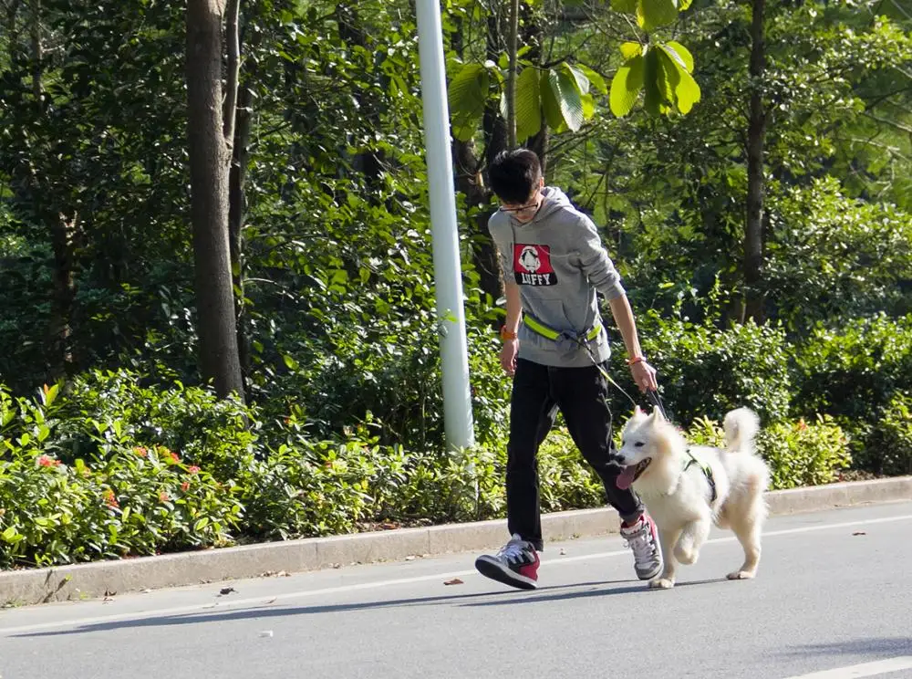 TAILUP Hands Free Dog Training Leash Walker Lead Set For Walking Hiking Running