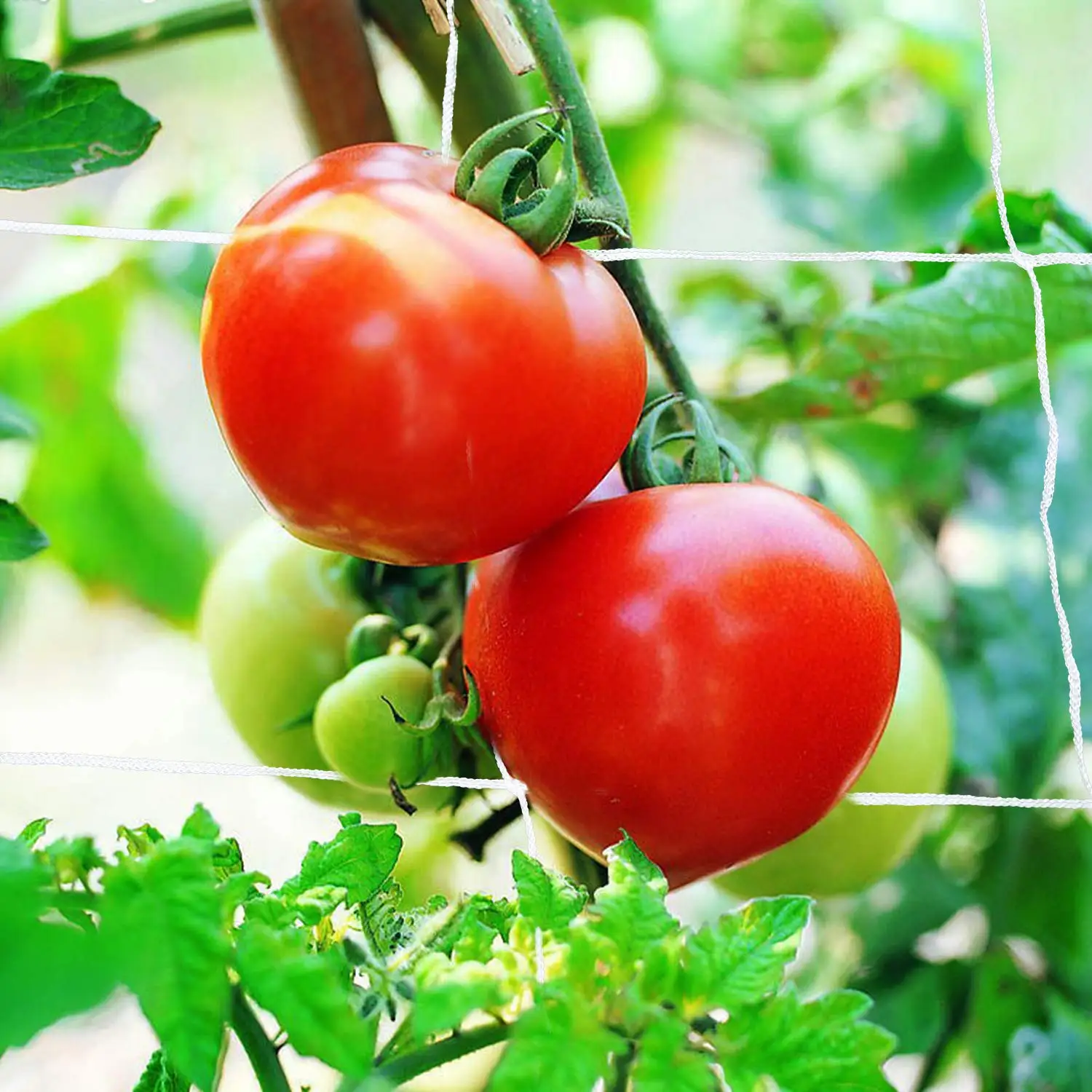 Bitter melon trellis netting Passion fruit trellis netting Vines grow trellis netting