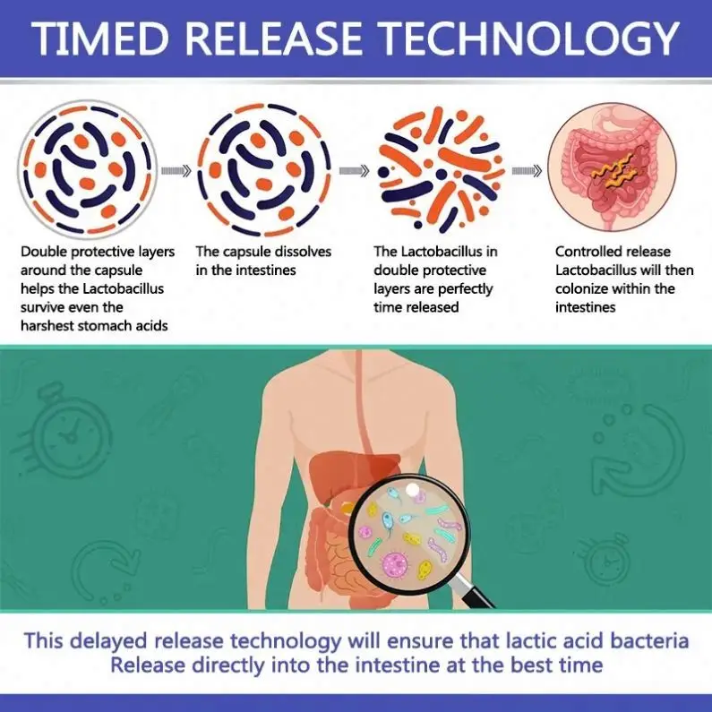 OEM/ODM Lactobacillus Gummies способствует перистальтике кишечника облегчая запор пробиотик Reuteri
