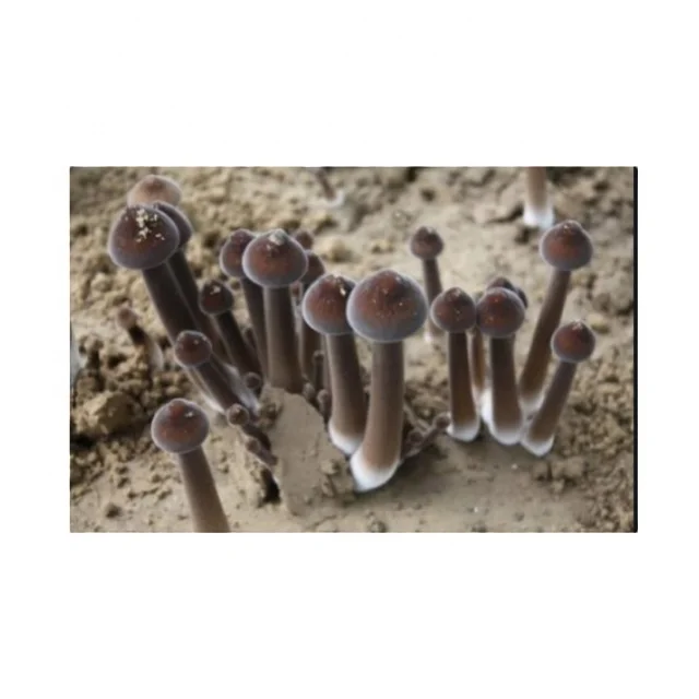 
Fresh Best Selling Wholesale Cheapest Oudemansiella Raphanipes 