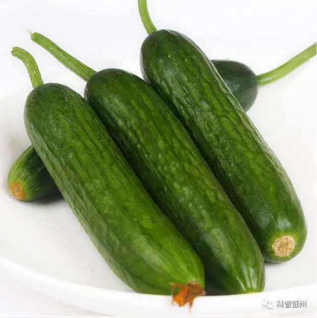 Качество супер высокая урожайность тепло Толерантные семена огурца