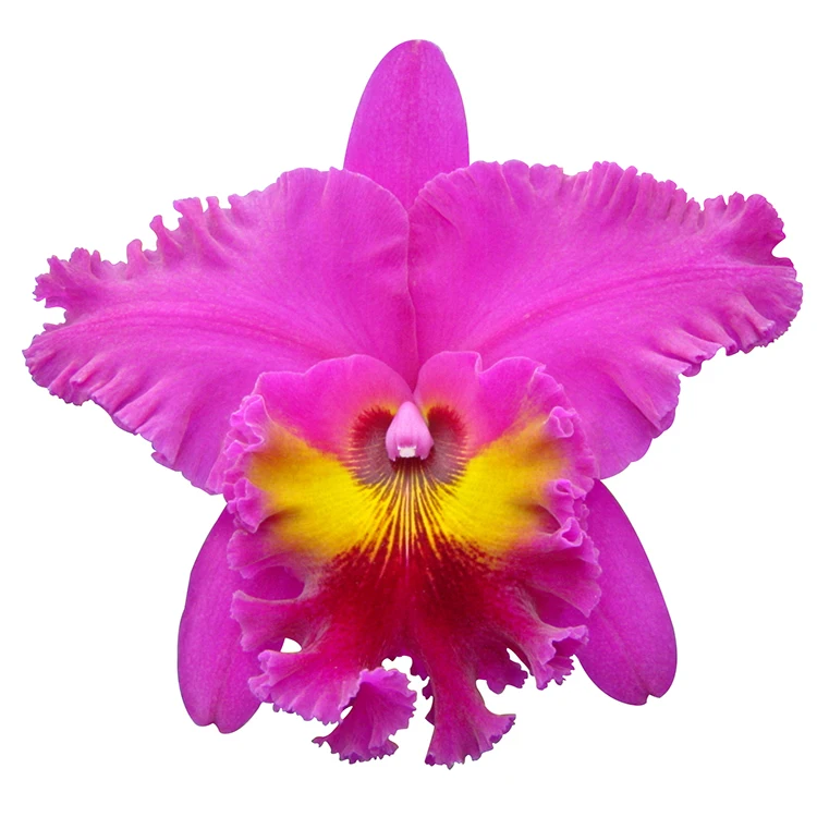
fresh cattleya orchid plants for wholesale buyer 