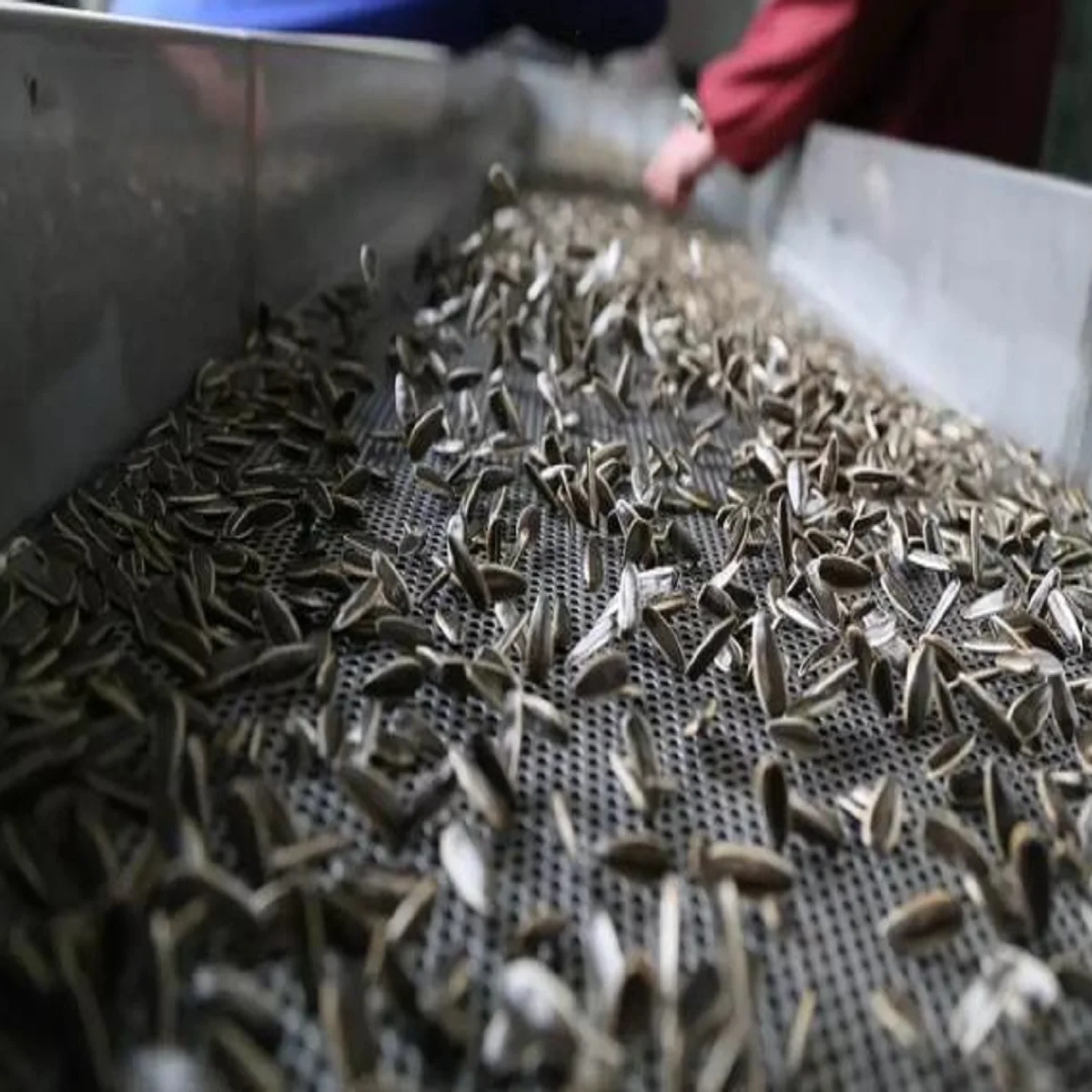 Chinese Factory Wholesale Sunflower Seeds High Quality Sunflower Seed Ton Price