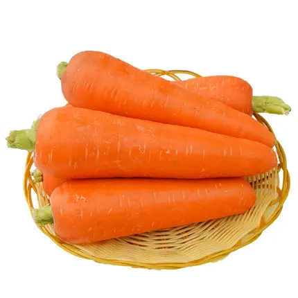 
new season Chinese fresh carrot new crop organic carrot vegetables 