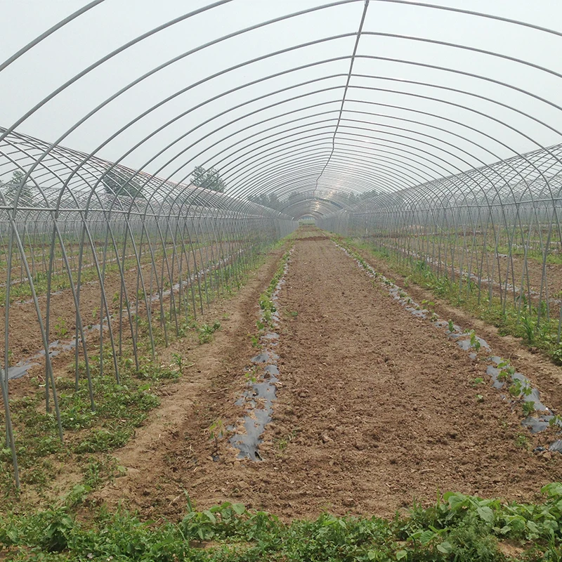 Large size high tunnel agricultural greenhouse for tomato