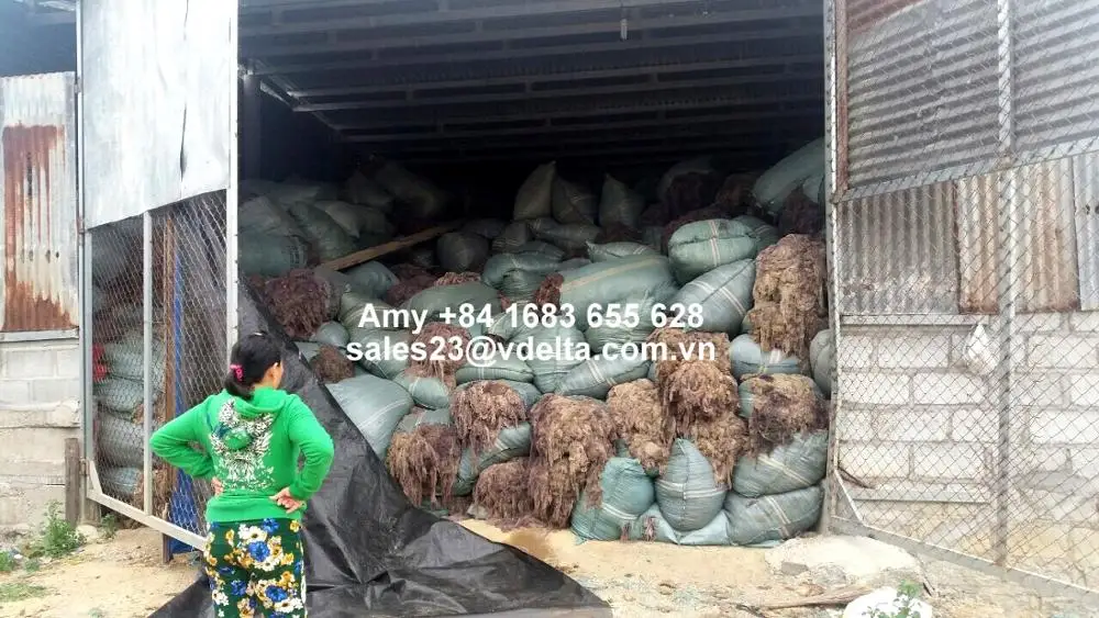 Водоросли Gracilaria для удобрения-Amy + 84 383655628