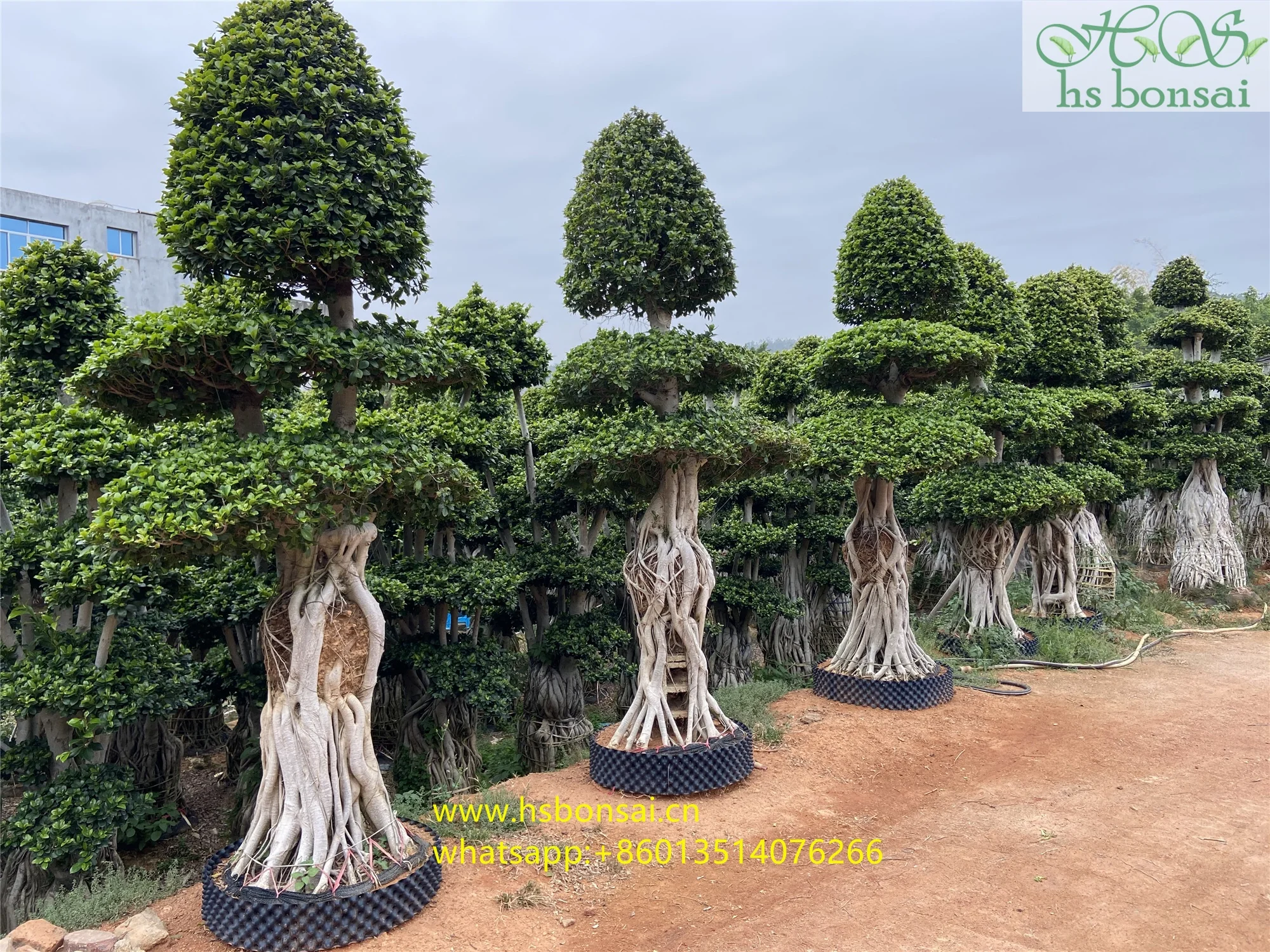 
Beautiful FICUS MICROCARPA ,Chinese Banyan ,Ornamental plants ficus plants bottle shape at 2.8-3.2m height 