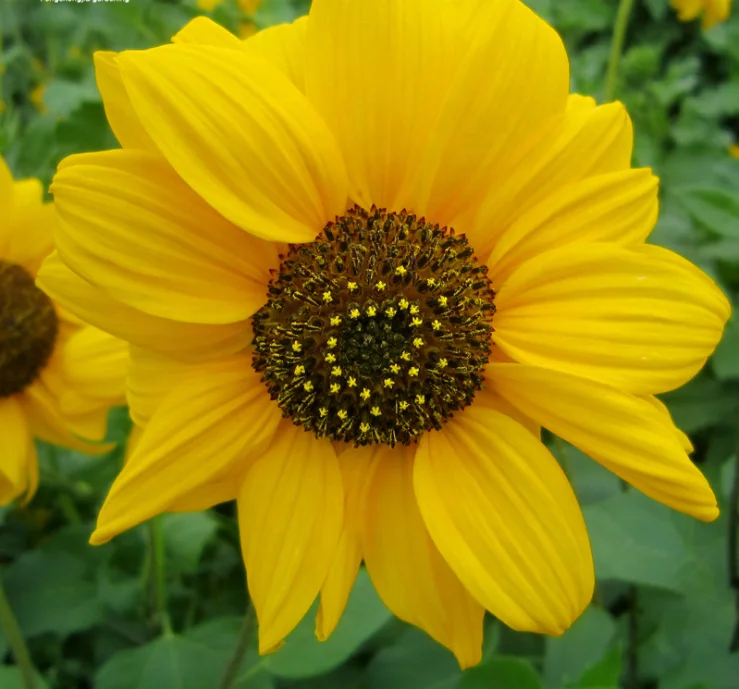 Hot Sale Helianthus Annuus flower Seeds For Growing