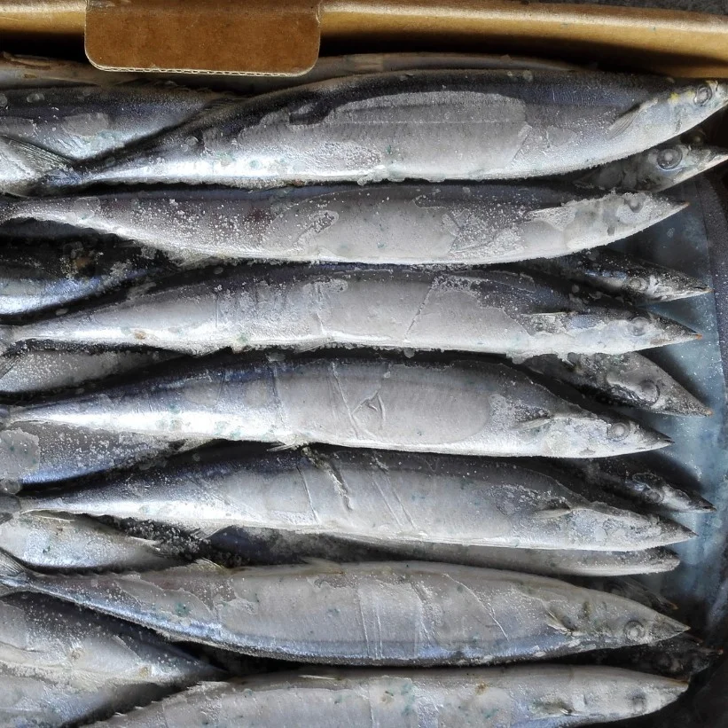 
Wholesale Cheap Seafood Fish Frozen Pacific Saury 