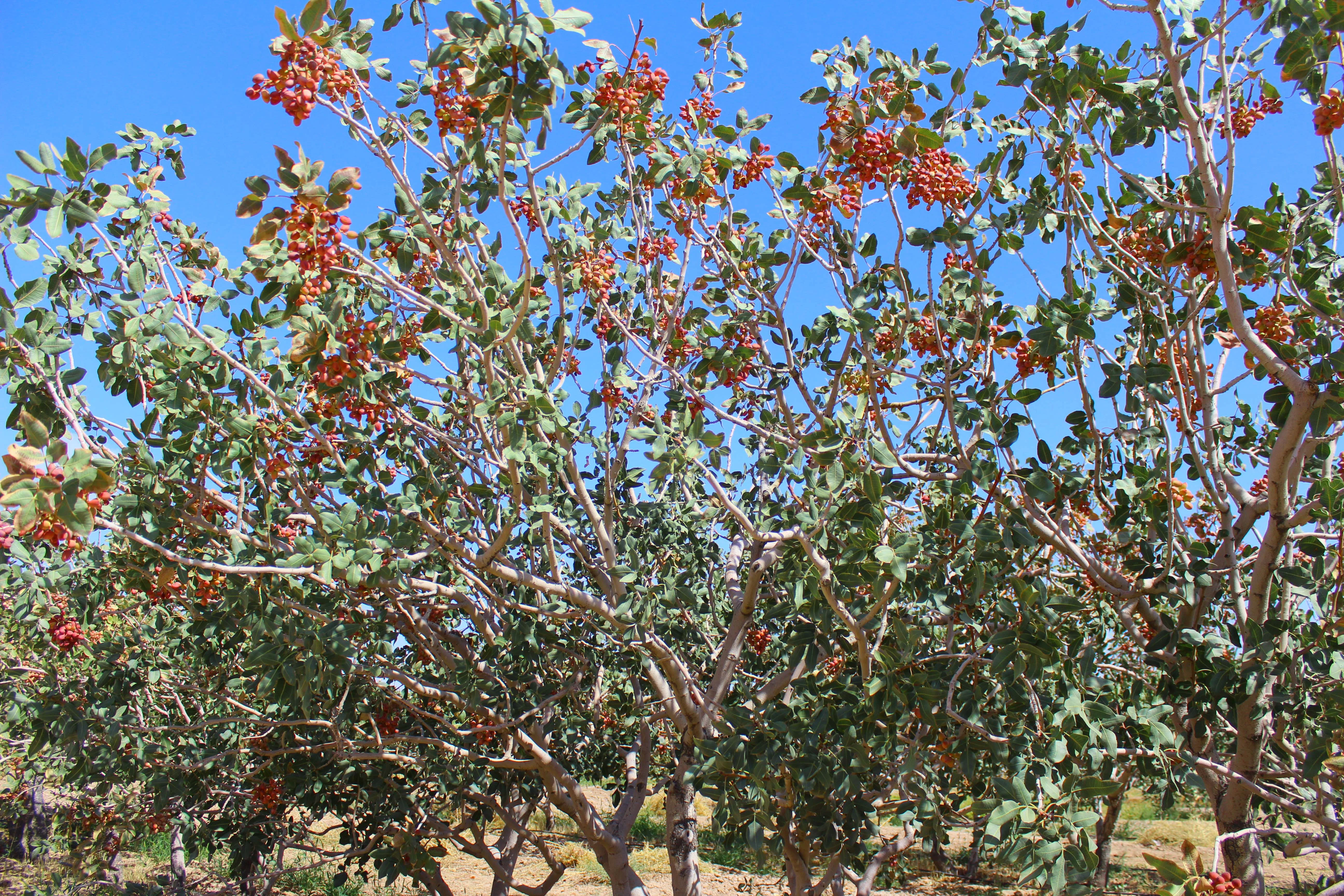 Premium natural wholesale high quality green pistachio kernels peel