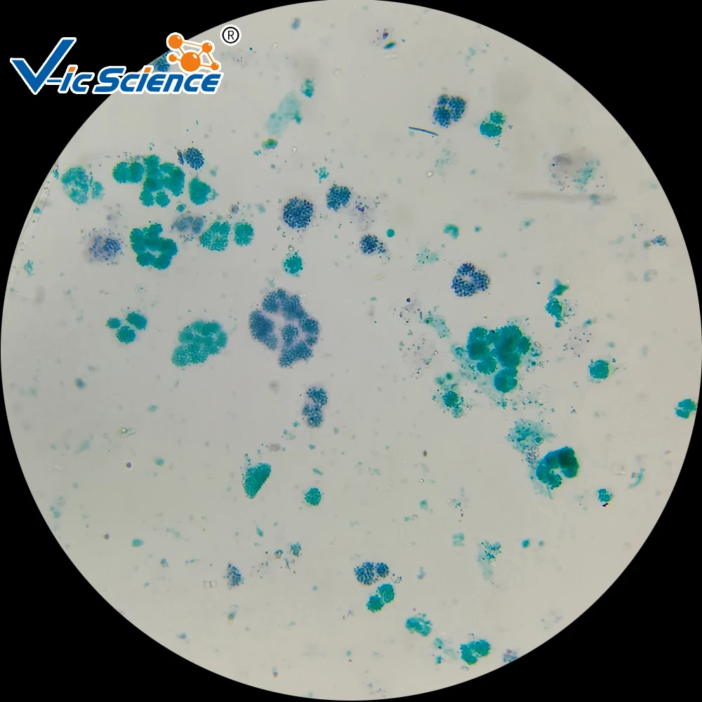 microbiology prepared slides teaching microbiology prepared slides bacterial prepared slides