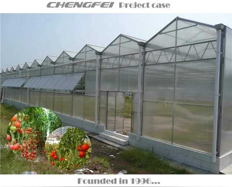 Multi-span invernadero low cost rain shelter polycarbonate agricultural greenhouse supplier for sale