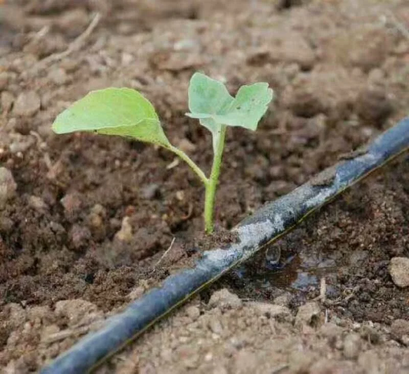  Pandora Agriculture Drip Irrigation System Farm Pipes Tape For Banana Tree Crop Plant