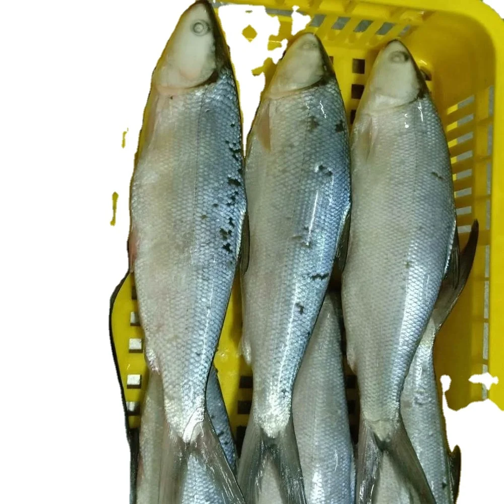 
Indonesia Frozen Milk Fish 