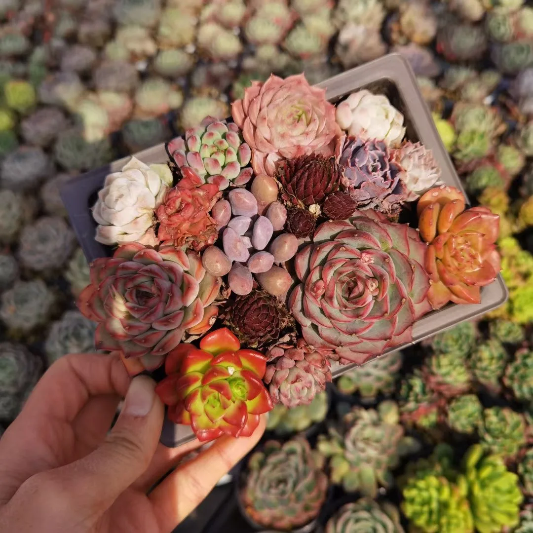 
Succulent wholesale natural plant succulent pot Korea Succulent Plants 