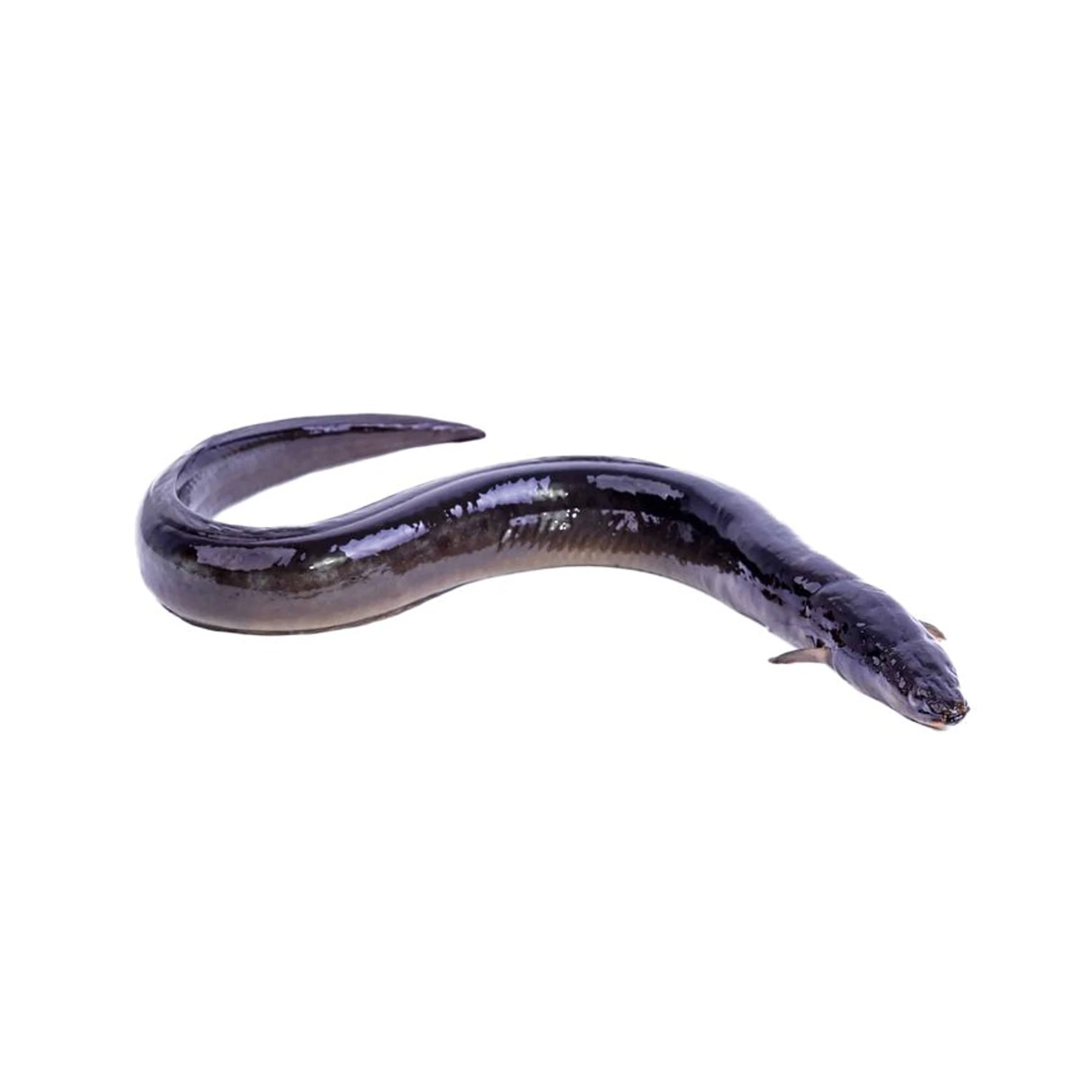 Top Selling Cheap Price Supplier From Bangladesh Frozen Yellow Conger Eel Seafood Fish At Wholesale Price With Fast Shipping