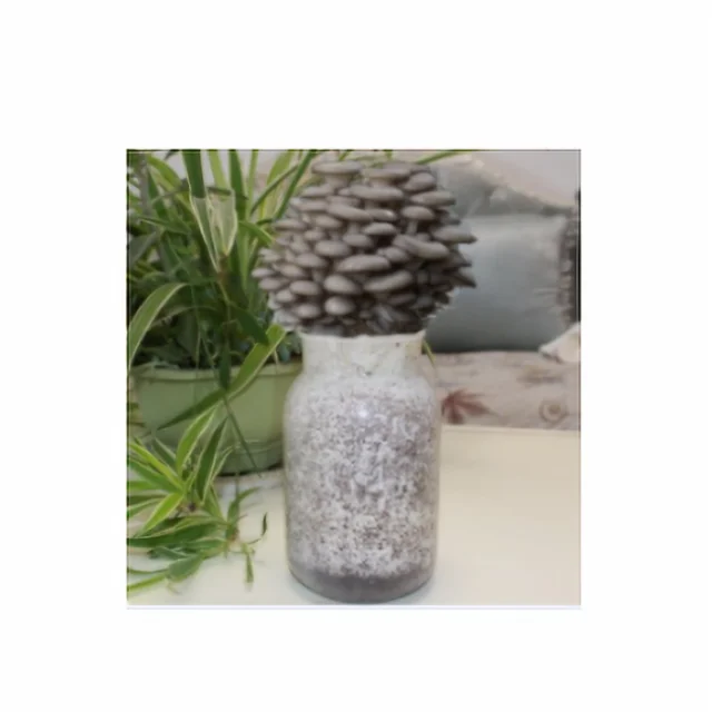 
Cultivated edible fungus shiitake mushroom spawn bag pack production shiitake mushroom fresh 