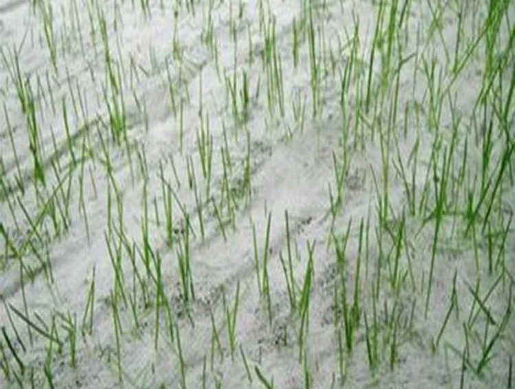 60*25*3.5cm Garden Seedling Starter Tray Plastic Propagator Insert Garden Plant Seedling Propagation Tray