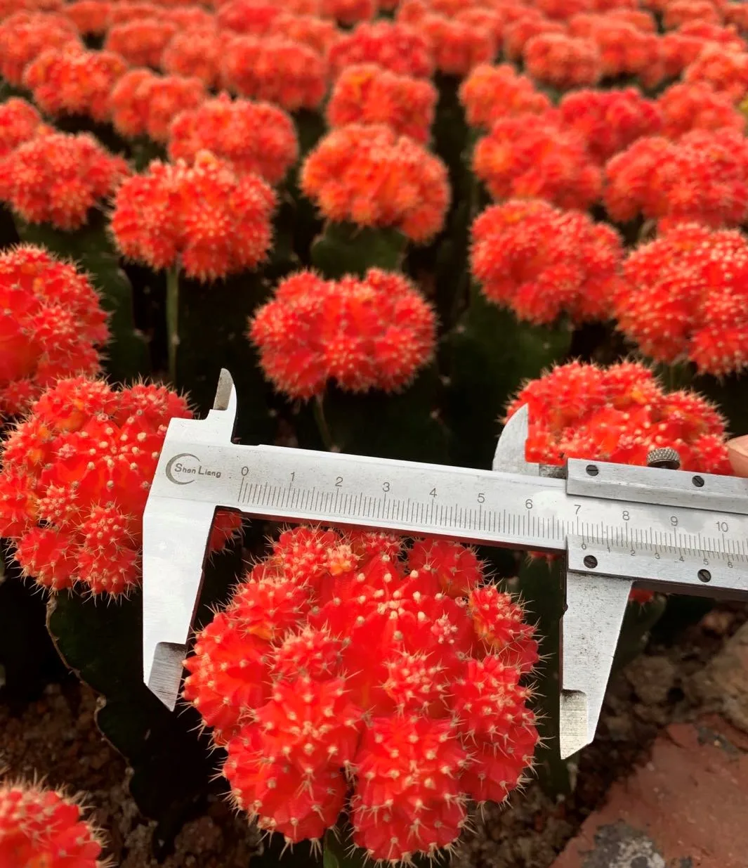 
Guaranteed quality beautiful real plant gymnocalycium mihanovichii cactus for indoor or outdoor 