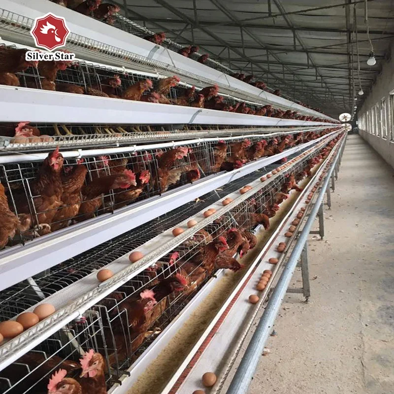 Zambia lusaka layer chicken farm poultry equipment battery cages laying hens